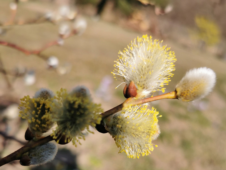 Symbolbild Zweig Weidenkätzchen
